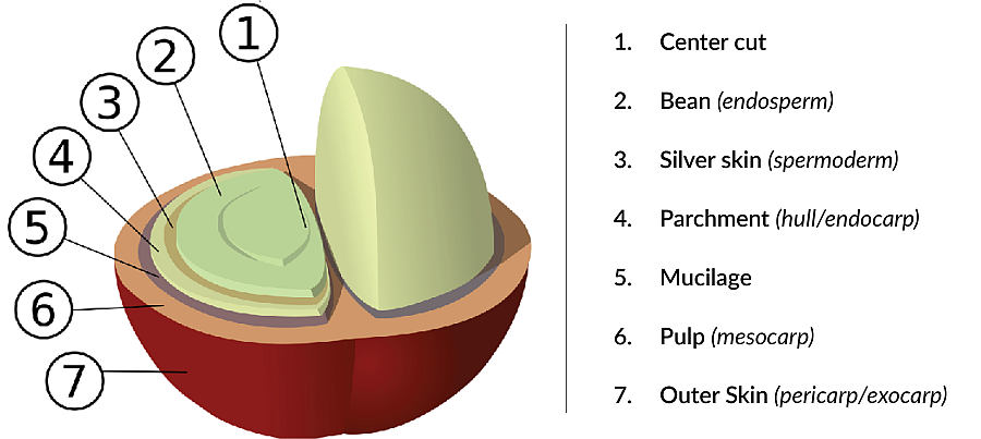 Anatomy of a coffee bean