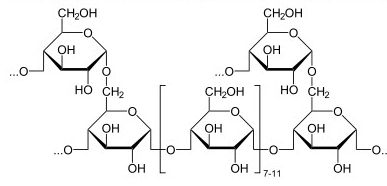 glycogen molecule