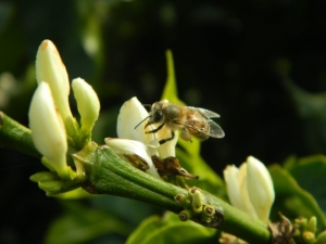 Buzzing Bees May be Addicted to Caffeine