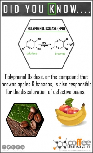 Polyphenol Oxidase