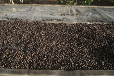 Natural Processed Coffee